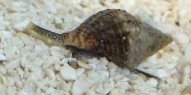 snail, invert, Gulf Live Rock
