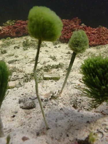 Green Algae Shaving Brush- Live  Saltwater Aquarium Plant