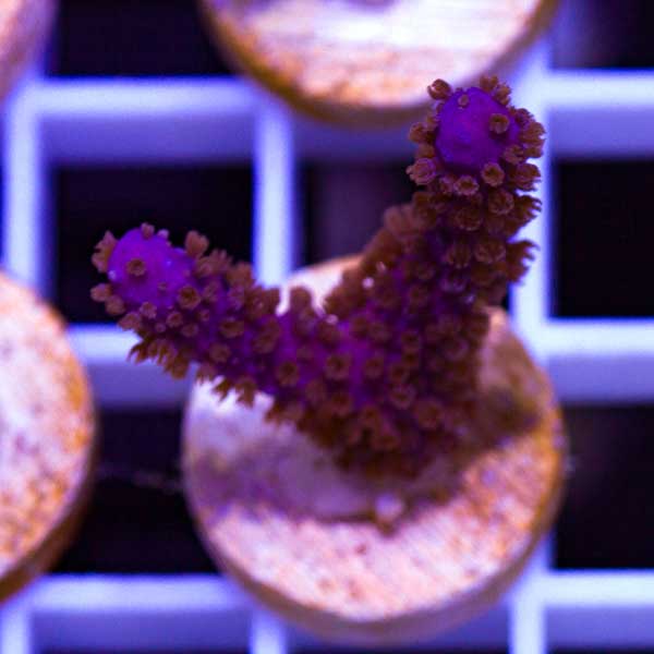 Summer Spectacular CC Purple Gorgonian #7