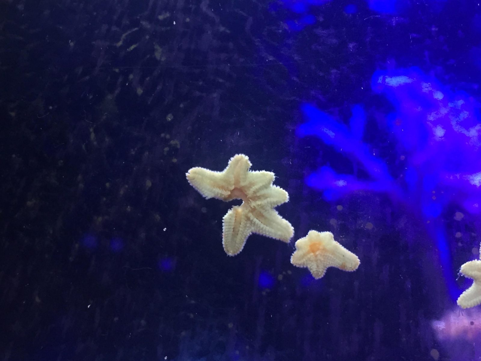 asterina-starfishs.jpg