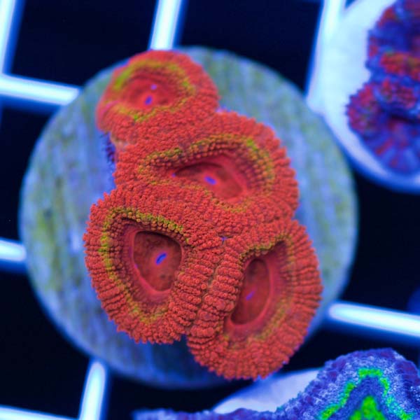 Summer Spectacular Awesome Acan #30