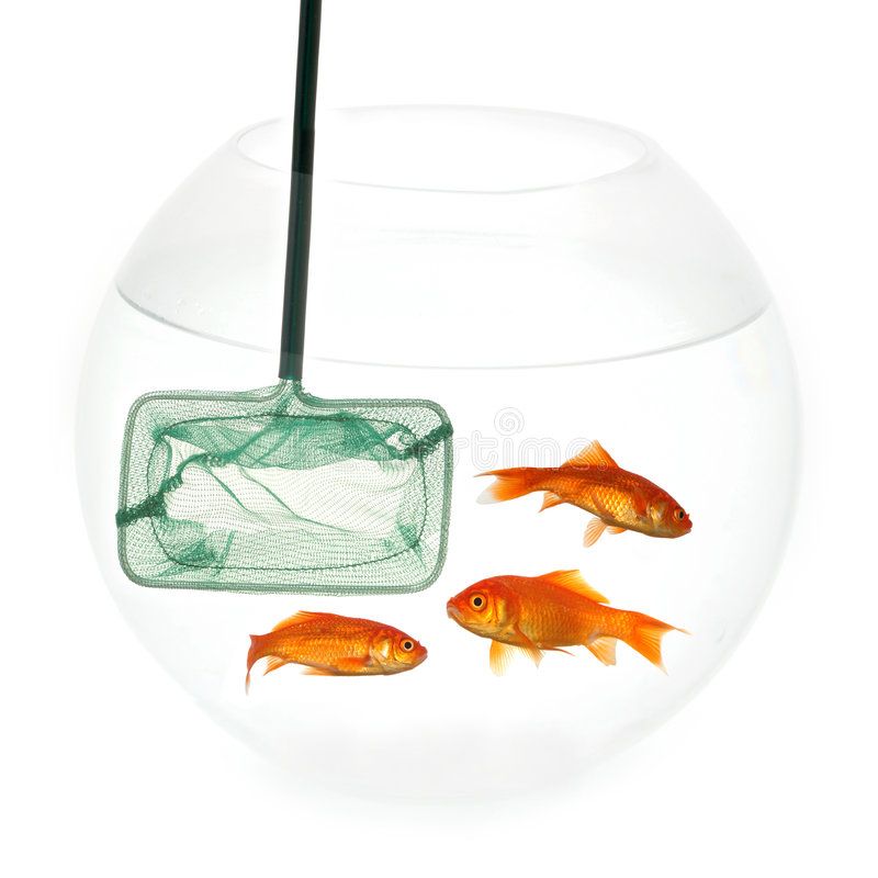 Net and fish. Fishingnet in a fishbowl whith goldfish. Taken on a clean  white ba [HASH=43156]#Sponsored[/HASH] , [HASH=43157]#Affiliate[/HASH], #ad, [HASH=43158]#Fishingnet[/HASH], [HASH=43159]#…[/HASH] | Fish stock, Stock  photos, Fish bowl
