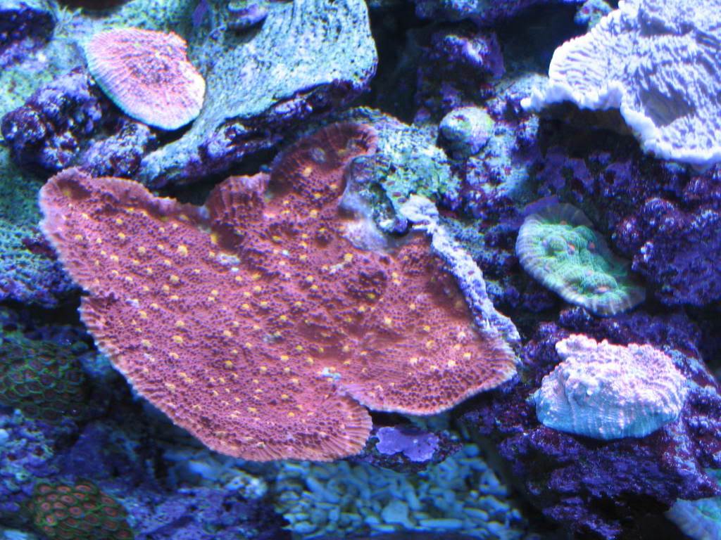 coralpics079.jpg