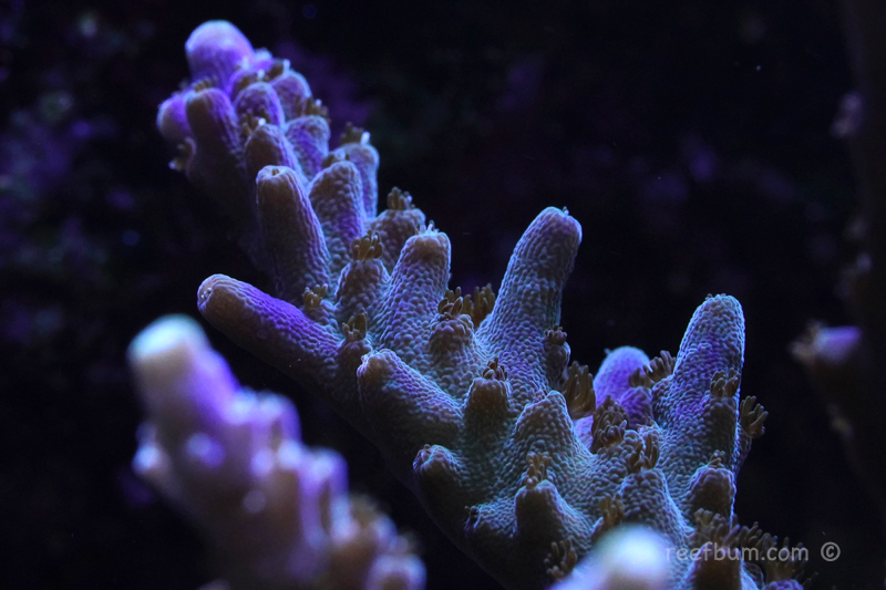 Macro-pic4-Nov-11-2018.jpg