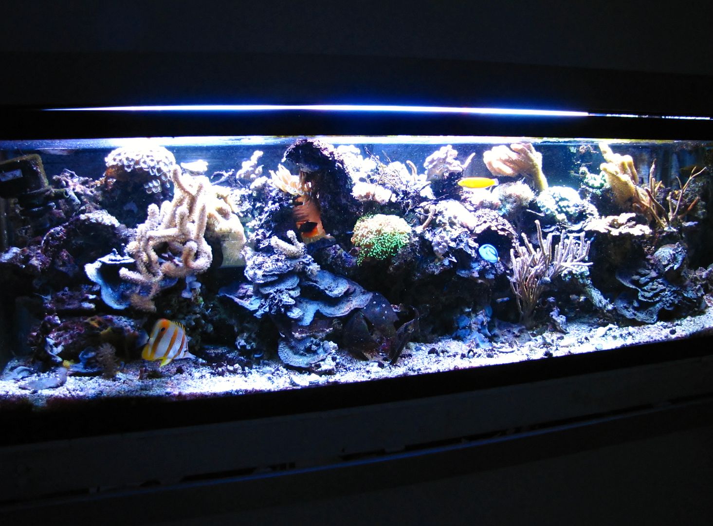 55 gallons freshwater fish tank (mostly fish and non-living decorations) -  Mangrove Forest