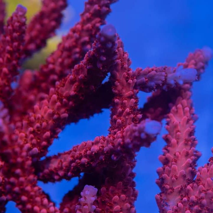coral-id.org