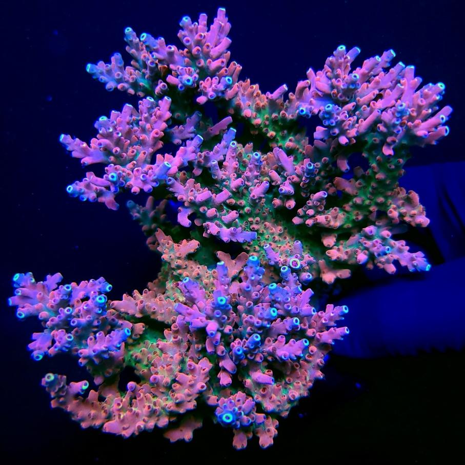 VXCbe6I.jpg