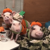 Halloween Pig GIF by Storyful