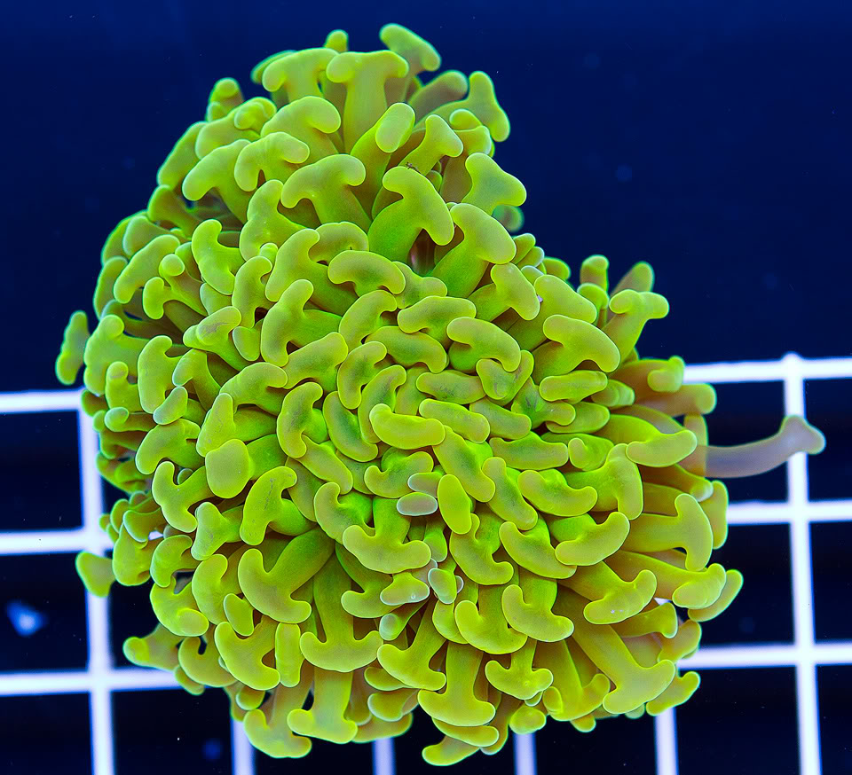 A-new-coral_6-1.jpg