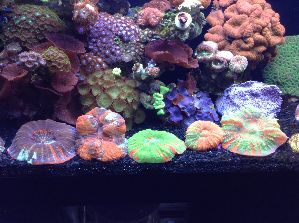 reef3_zps93c1188a.png