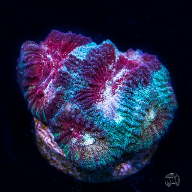 W0lbtcrl.jpg