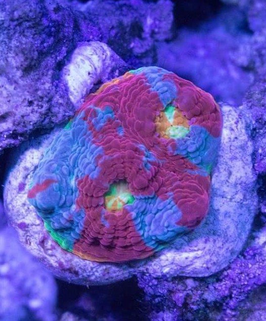 8fcd96cb25840e7e872a852e00a8d615.jpg