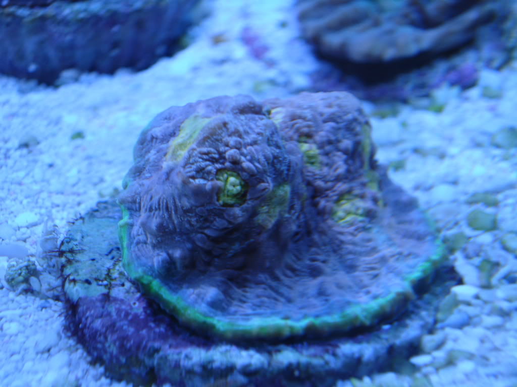 corals004-3.jpg