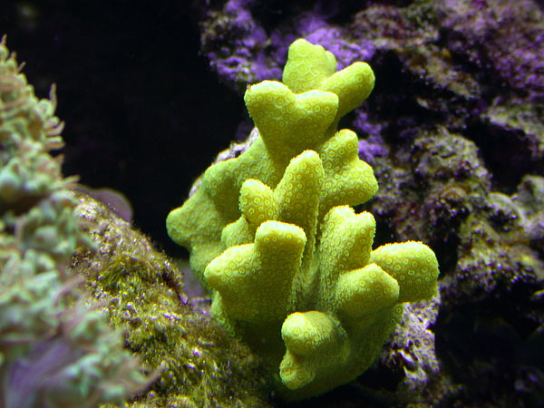 reefs.com