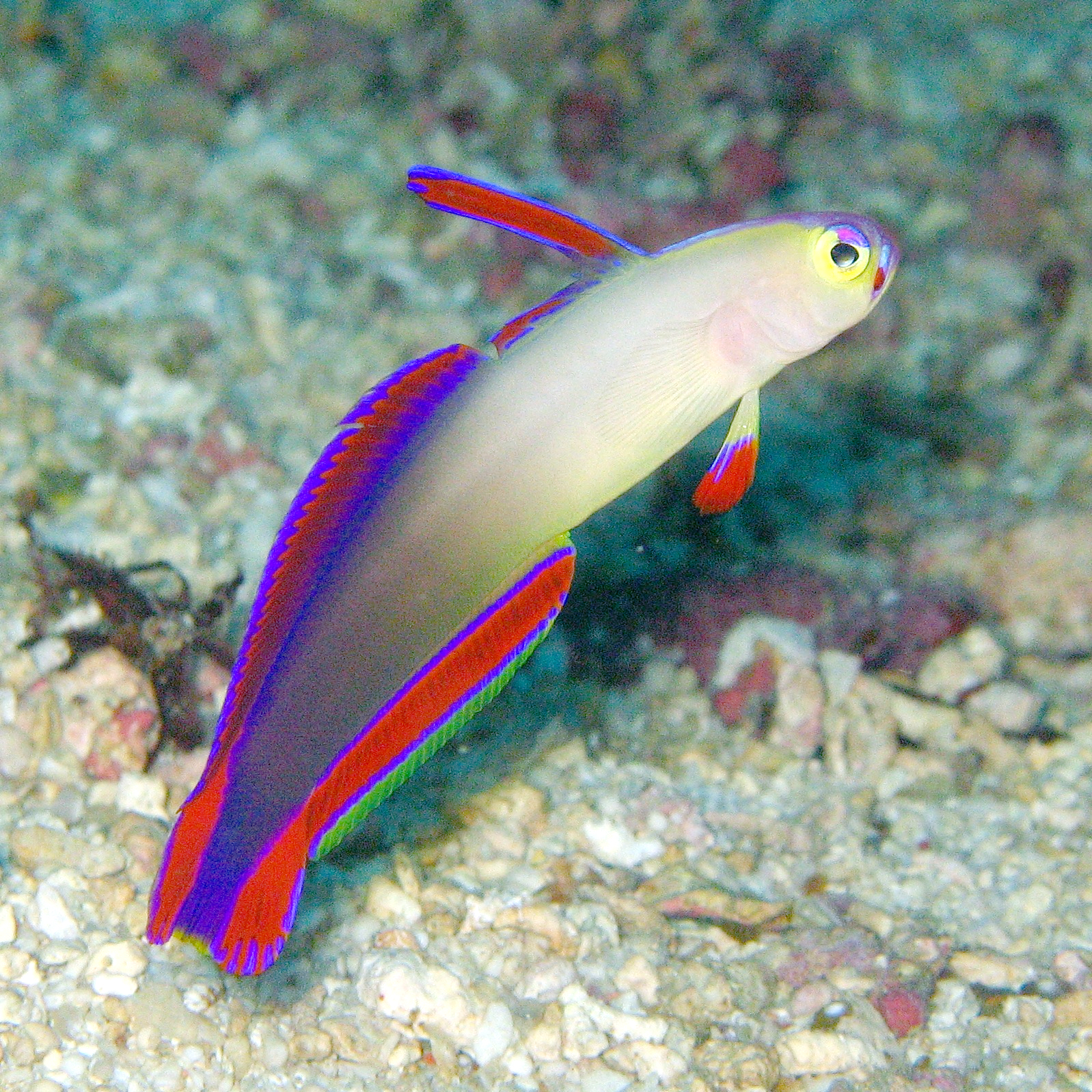 Nemateleotris_decora.jpg
