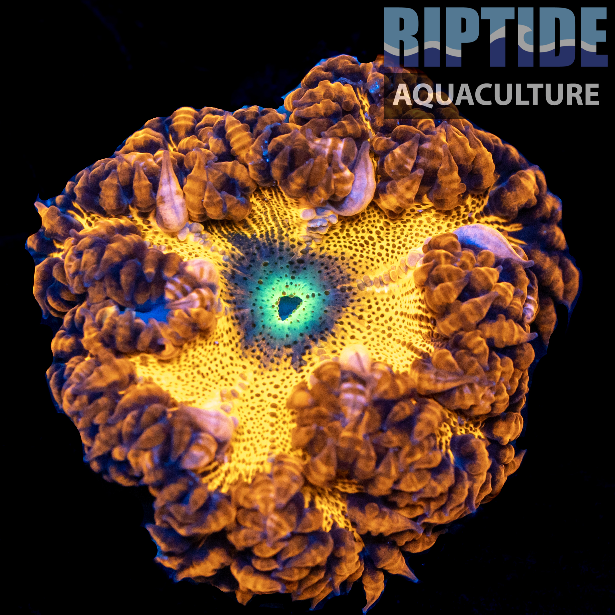 Ultra Rock Flower