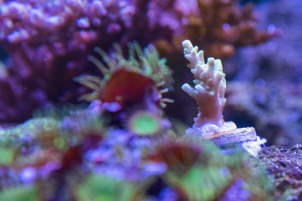 DSC_1618.jpg