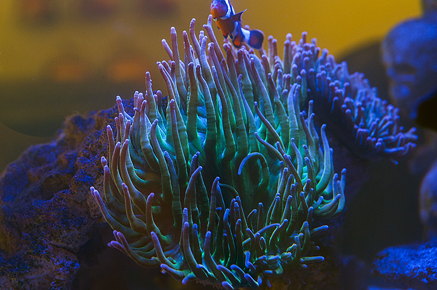 octo-cube44_sm.jpg