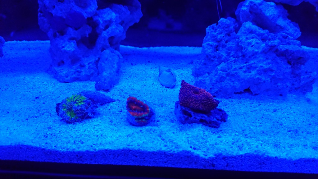 corals5.JPG