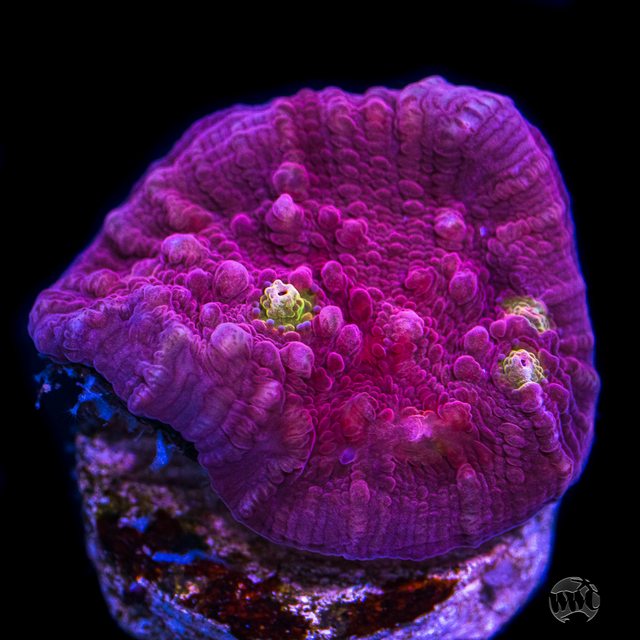 TXP61Y7l.jpg