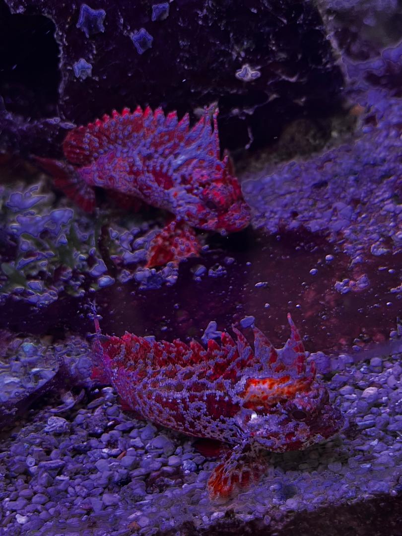 Waspfish together.jpg