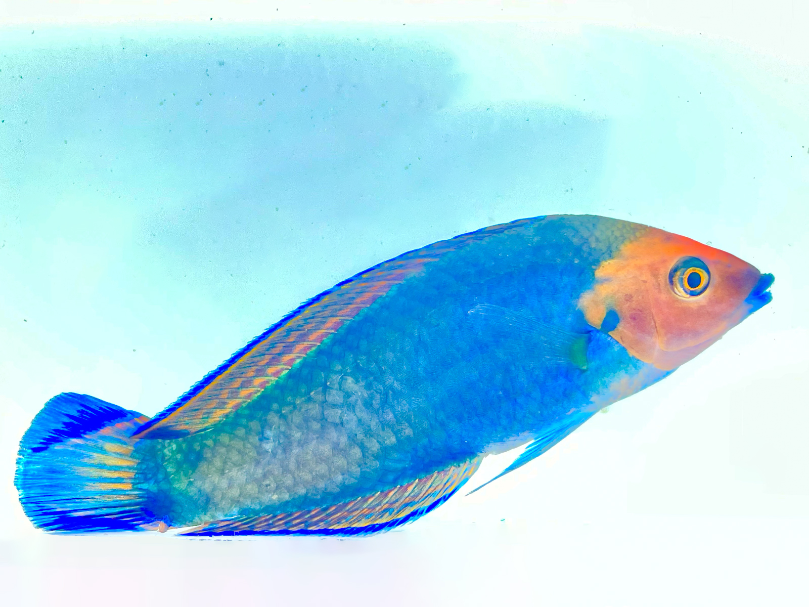 reefprostore.com