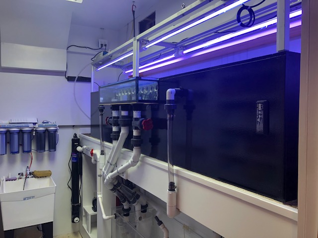 dPsp1bl.jpg