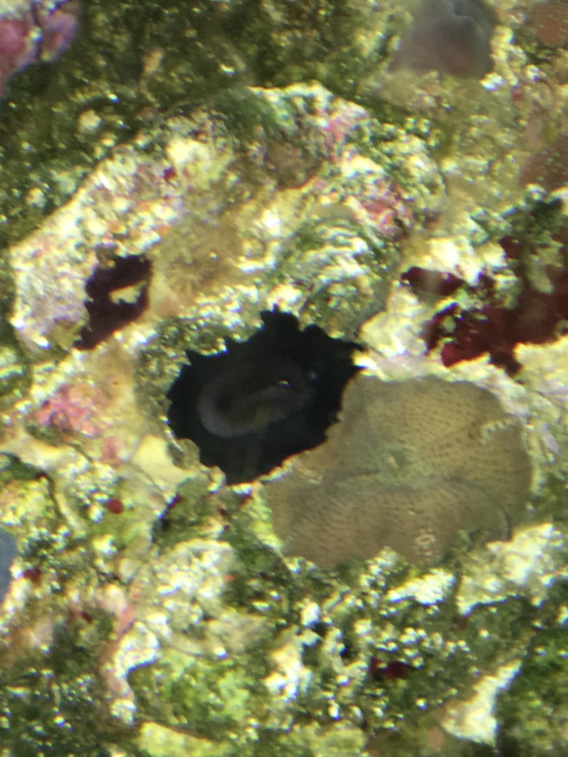 Black sponge  REEF2REEF Saltwater and Reef Aquarium Forum
