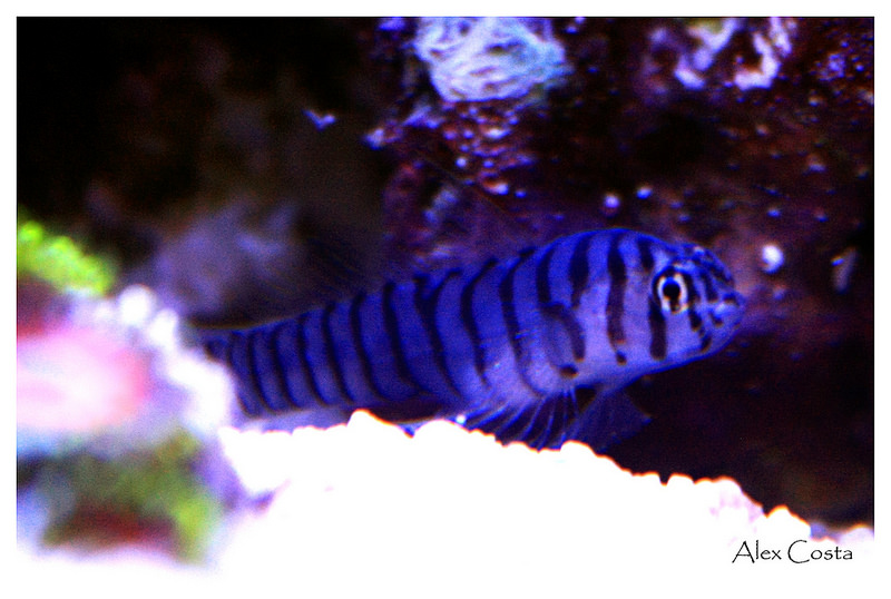 43564969934_1637b95ce3_c.jpg