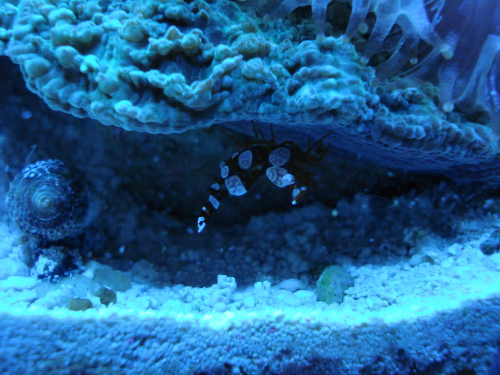 corals013.jpg