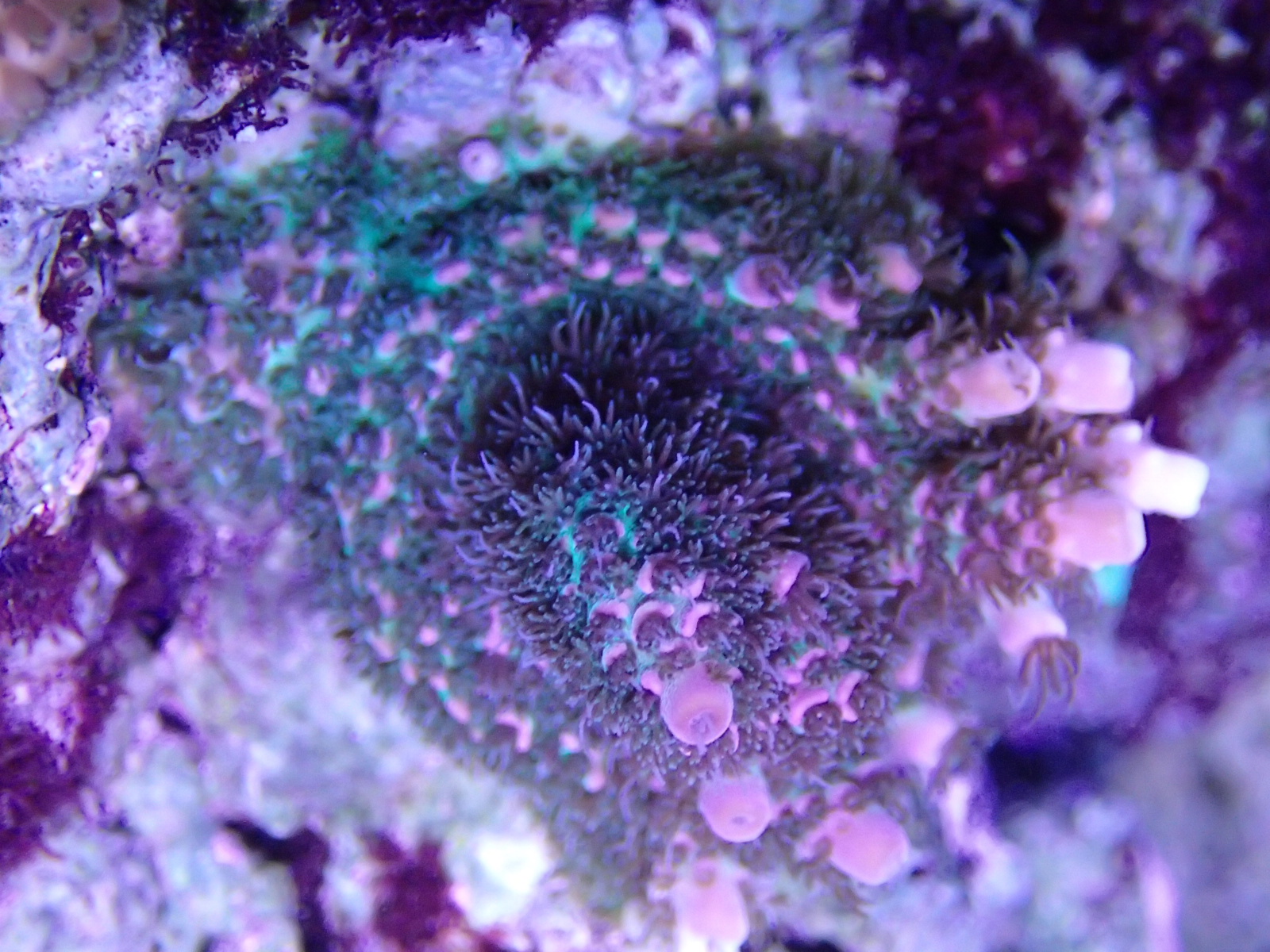 9csCoP7.jpg