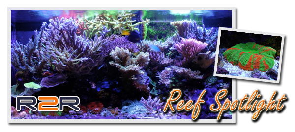 reefspotlight2-1.jpg