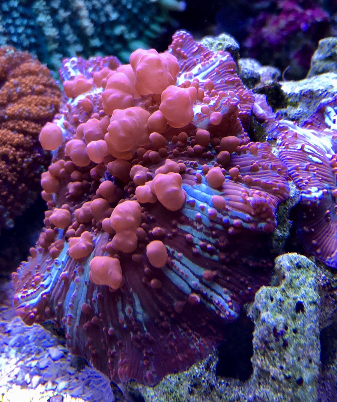 c1485da592215fa57ef2f79aa60a95e2.jpg