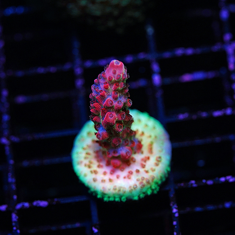 Featured image of post Cb Maleficent Acropora Acropora millepora is a small colonial coral that grows in clumps