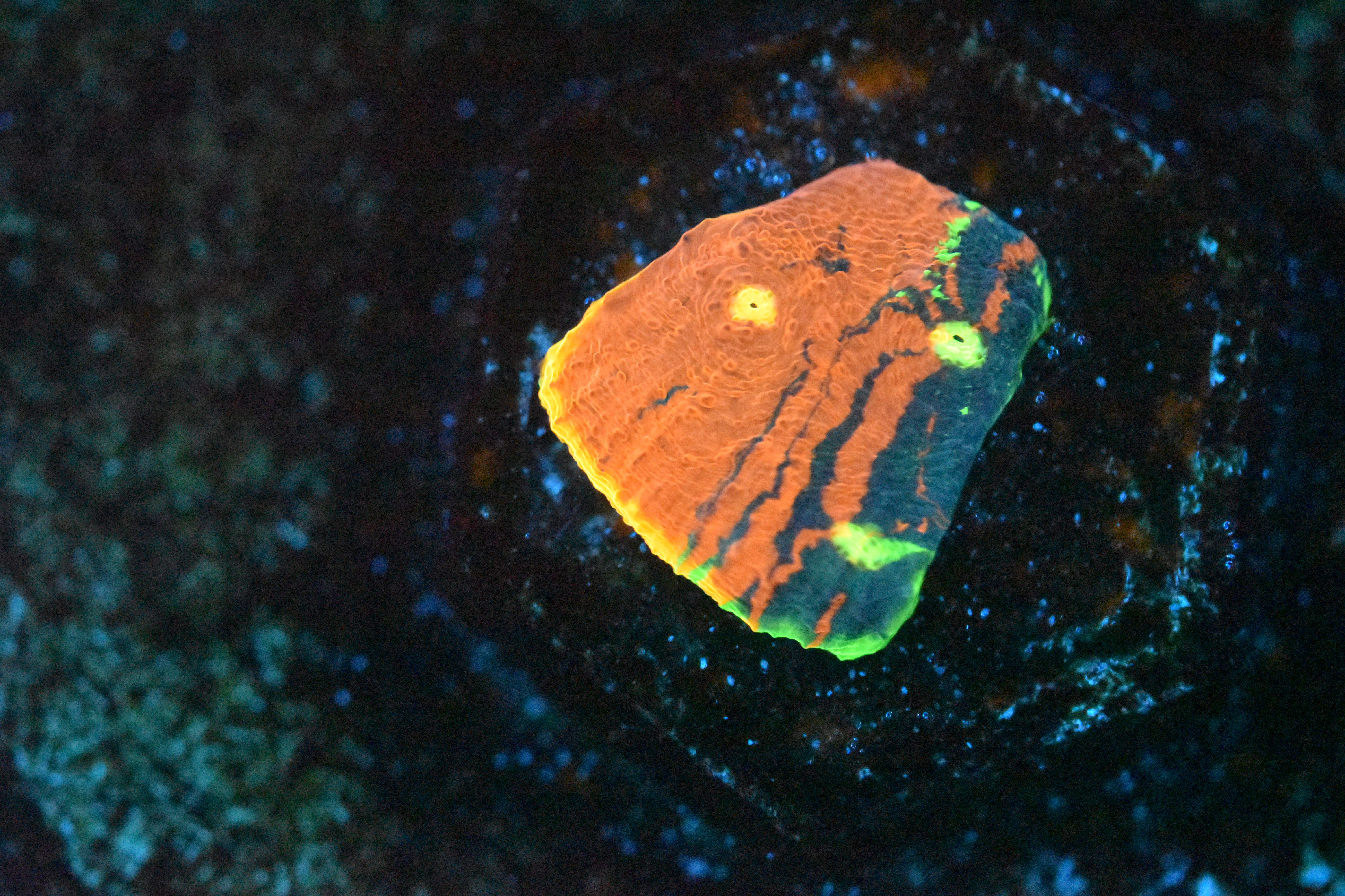 pOn1m1i.jpg