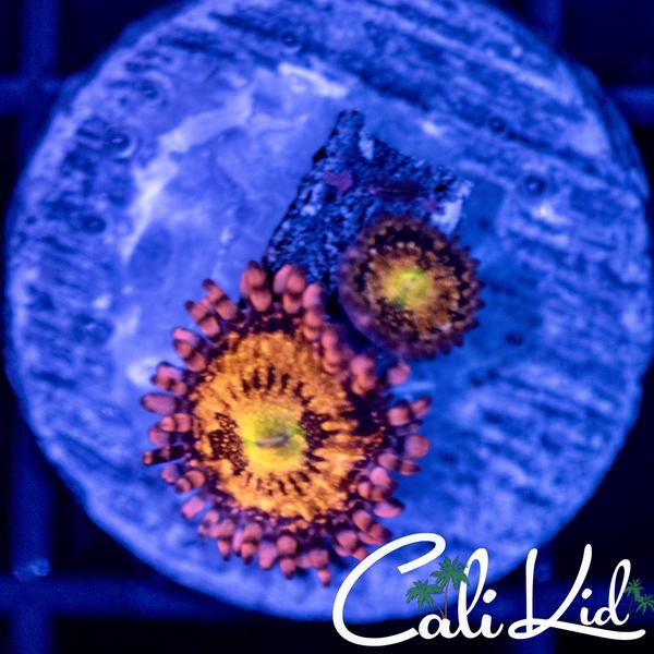 www.calikidcorals.com