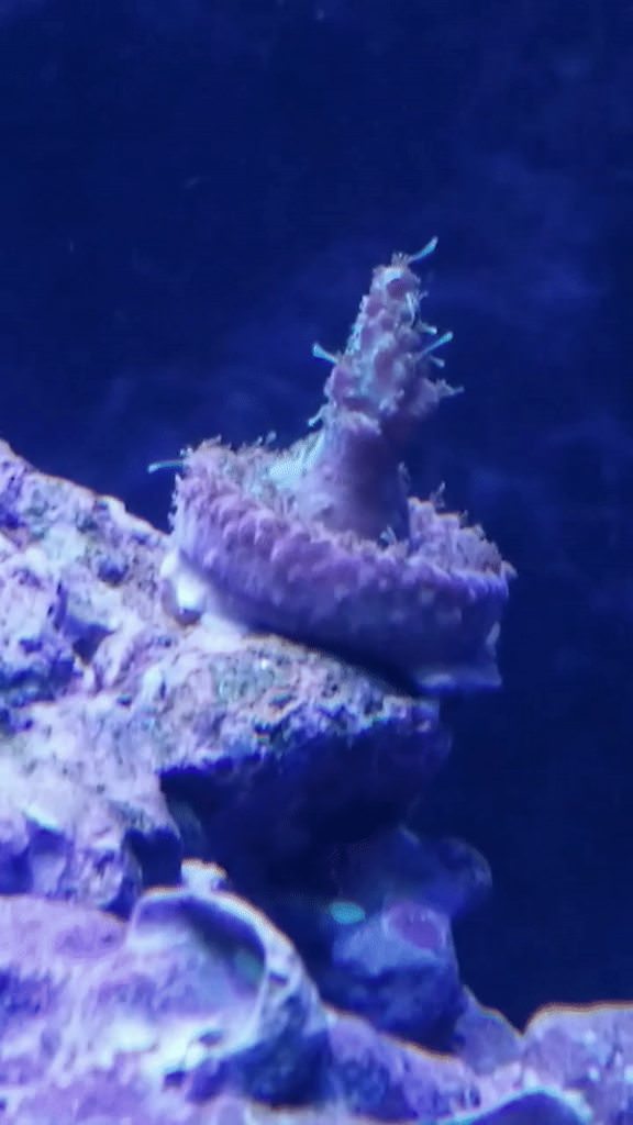 z7LopqCh.gif