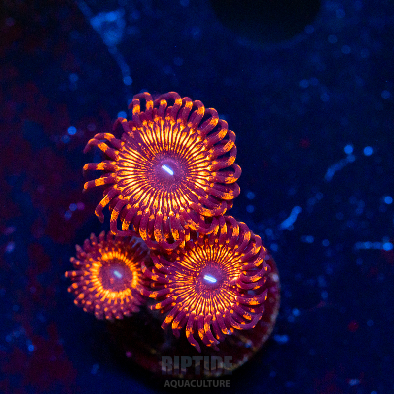 Riptide-8057.jpg