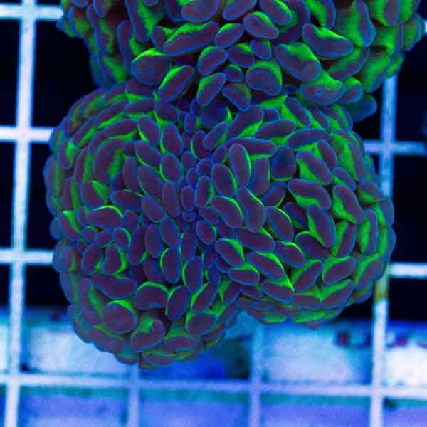 Coral Madness Aussie Green Stem Hammer #3