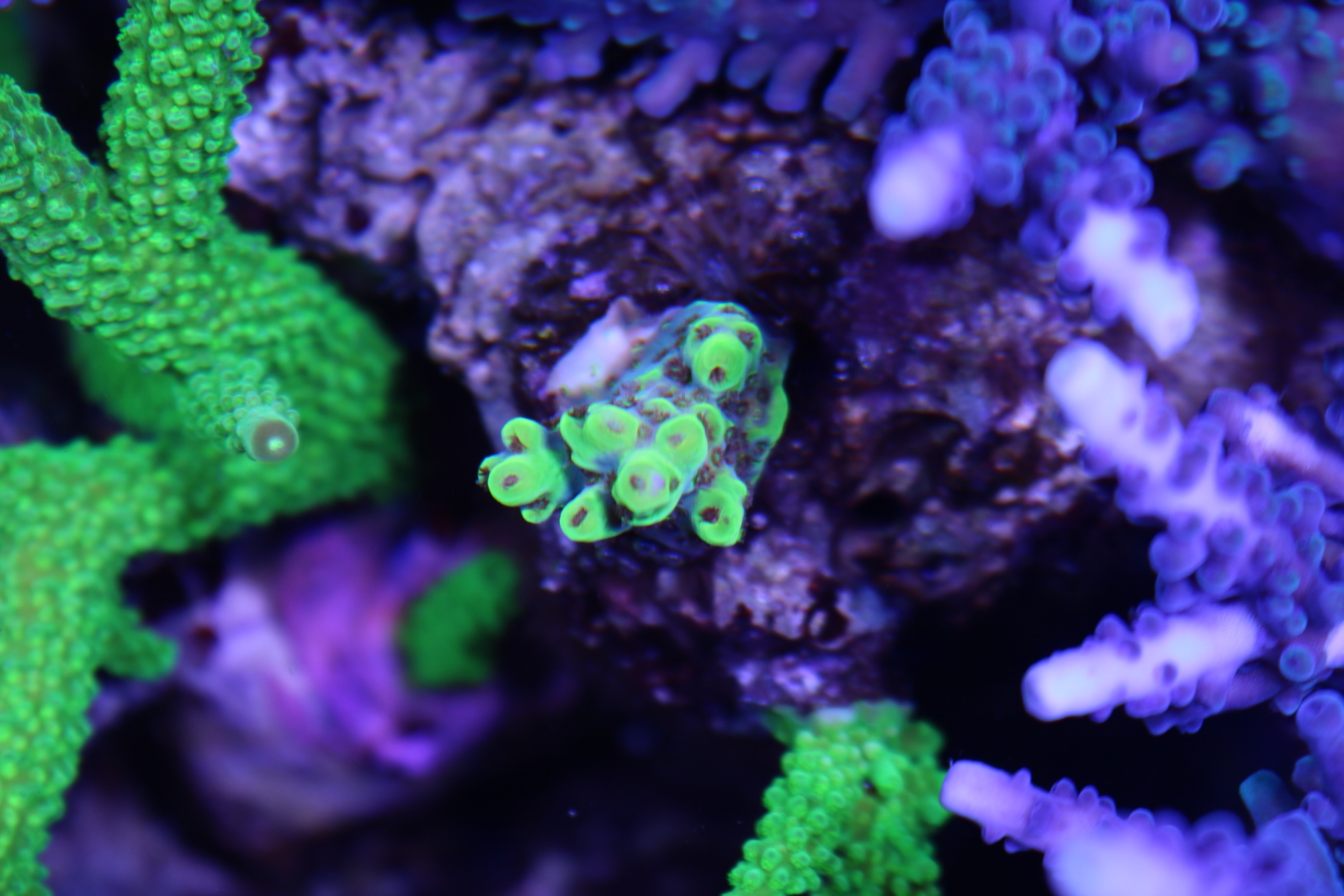 Fragbox Fragbox Review - Canadas BEST coral dealer (in my opinion) | Reef2Reef