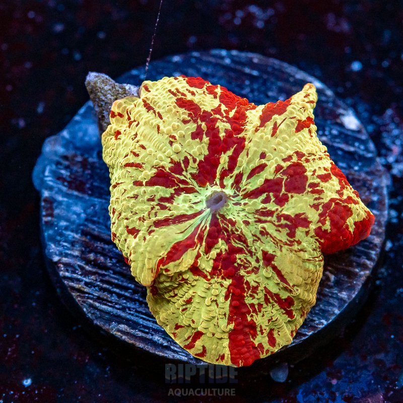 Riptide-8048.jpg