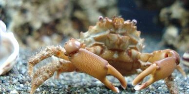 Red Cling Crab. Inverts Gulfliverock.com. Live rock. Saltwater aquarium. Reef Tank. Reef Safe
