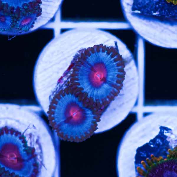 Coral Madness Miami Vice Zoanthid #10