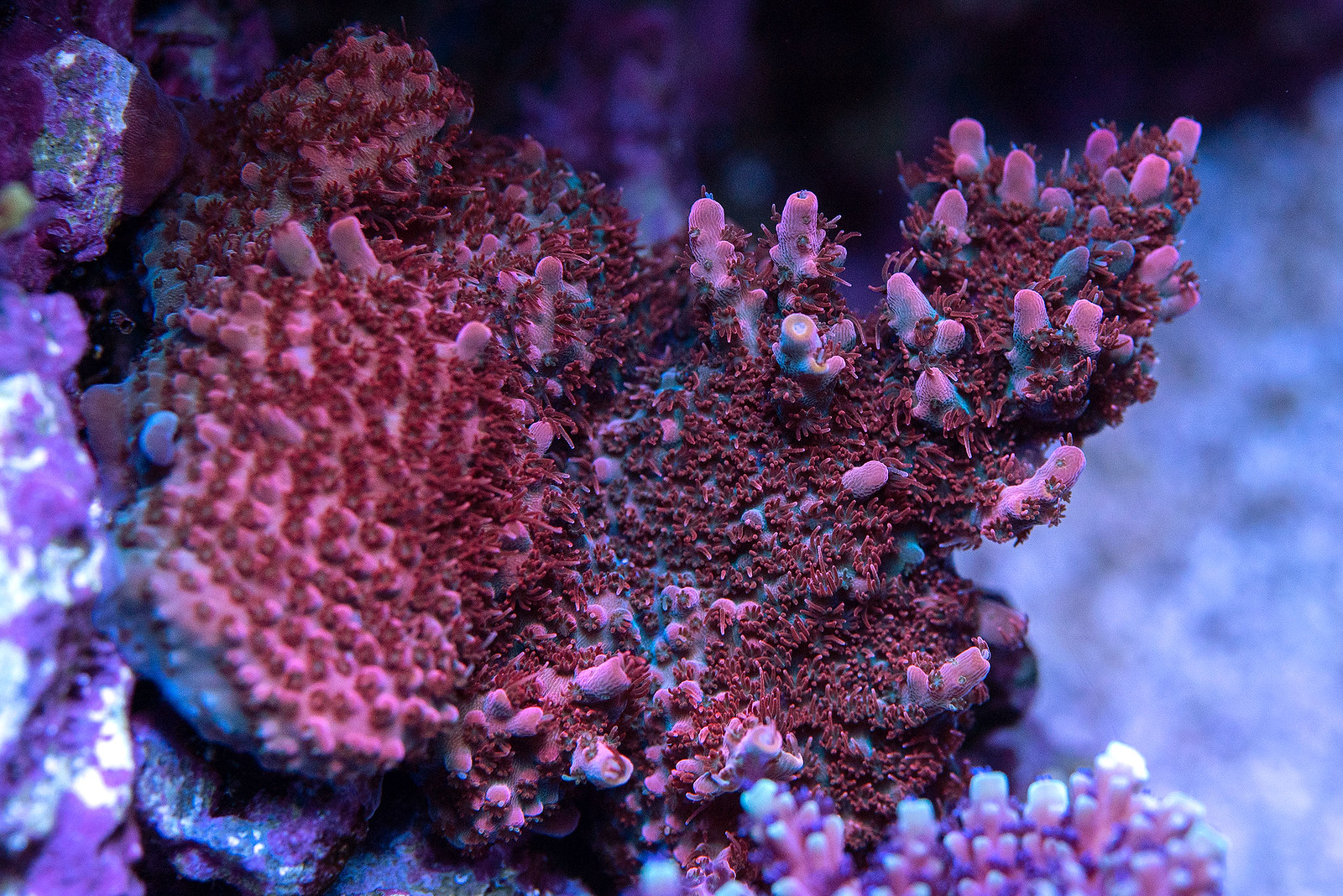 49717290963_7f719c9a76_h.jpg