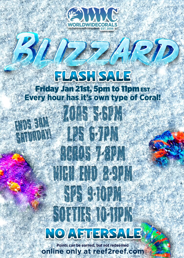 Blizzard-Sale-Flyer-Coral-Times-List.jpg