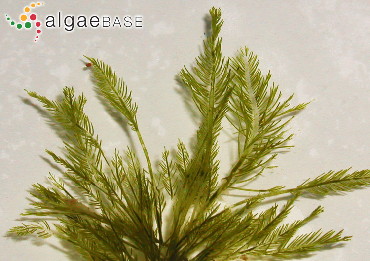 bryopsis.jpg