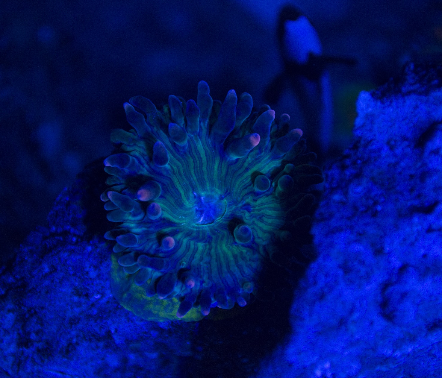 Anemone.JPG