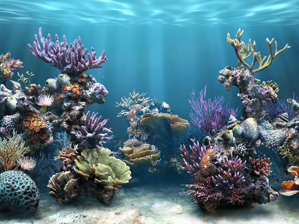 Aquarium-Wallpaper-124.jpg