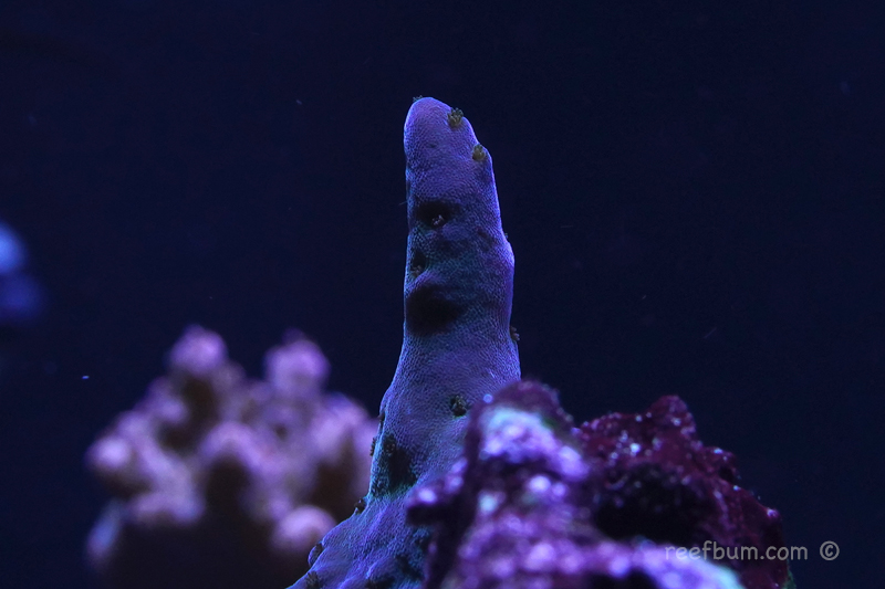 SPS-pic15-Nov-11-2018.jpg