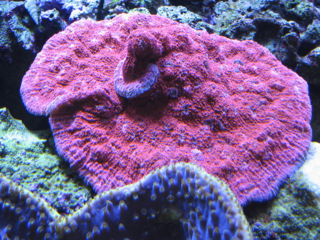 coralpics025.jpg